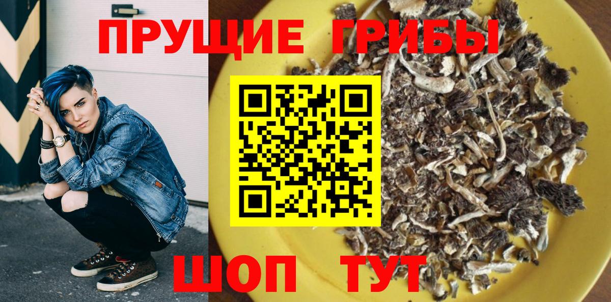 Галлюциногенные грибы Psilocybe Сосновый Бор