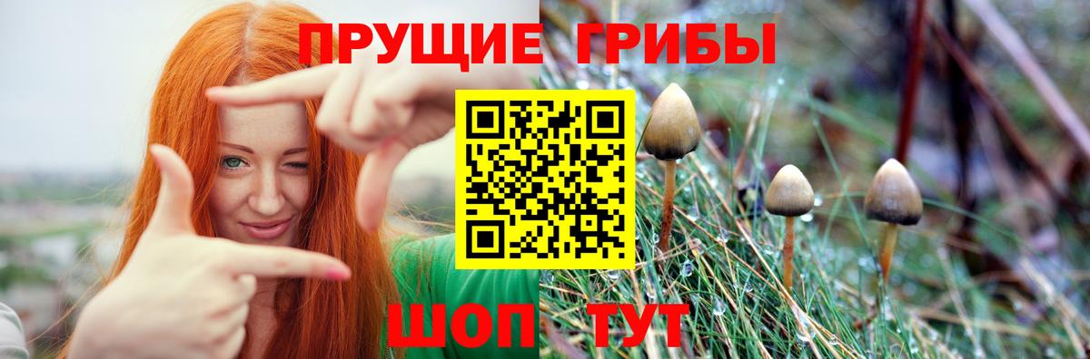 Галлюциногенные грибы Psilocybe  Вход с VPN  Галлюциногенные грибы Cubensis  Сосновый Бор 